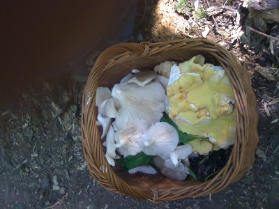 Some of our foraging spoils